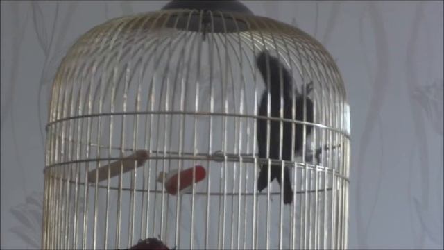 Жако Фибка, часть 1. смотреть онлайн