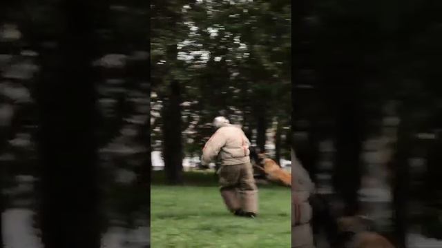 Малинуа в работе. #k9 #малинуа #дрессировка_собак #malinois #knpv #дрессировкасобак#PSA_K9 смотреть онлайн