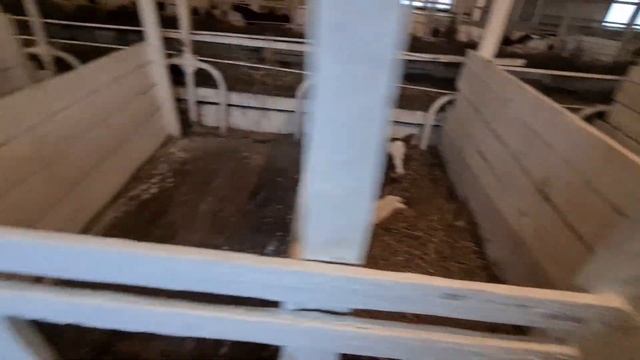 Сравнение выпойки телят с помощью MilkBar и традиционной выпойкой из ведер смотреть онлайн