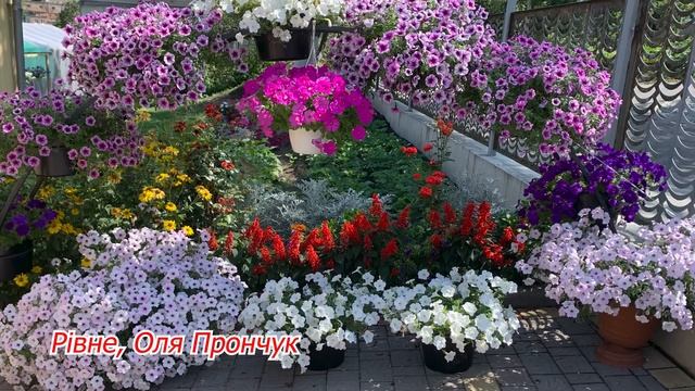 Квіти, які ростуть на клумбах нашіх підписників- відео по ваших фото! смотреть онлайн