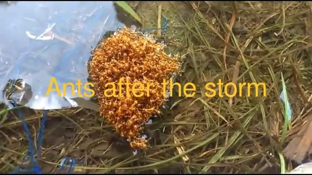 Ants after the storm with captions смотреть онлайн