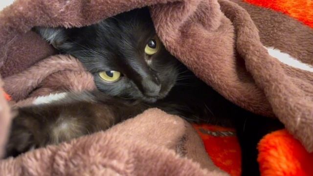 Кот под прикрытием 😸#кот #cat #youtube смотреть онлайн