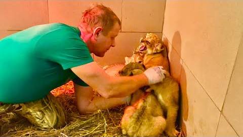 Только Олег Зубков знает как из очень ЗЛЫХ ЛЬВЯТ за три дня сделать МИЛАШЕК! смотреть онлайн