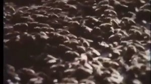 Семья пчёл. Учебный фильм. Часть 2 из 2.