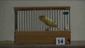 VІ-й чемпионат канареек овсяночного напева "Лучший кенар-солист 2016"