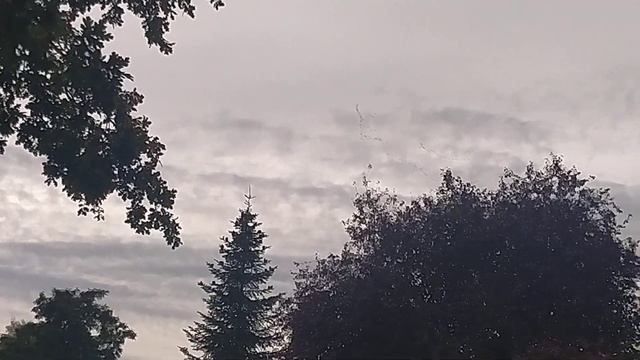ЖУРАВЛИ улетают на юг смотреть онлайн
