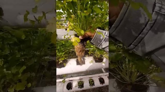 Growing Hydroponic coriander | hydroponic setup смотреть онлайн