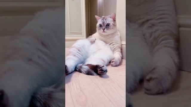 Как общаются с людьми кошки. смотреть онлайн