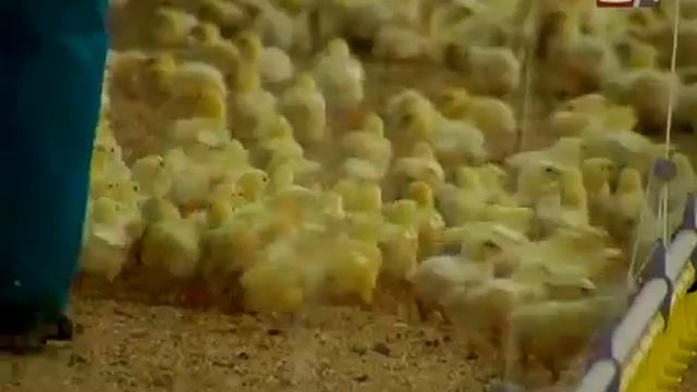 Сургутская Птицефабрика на СТВ смотреть онлайн