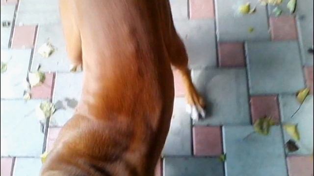 Дик - любитель баскетбольных мячей. смотреть онлайн