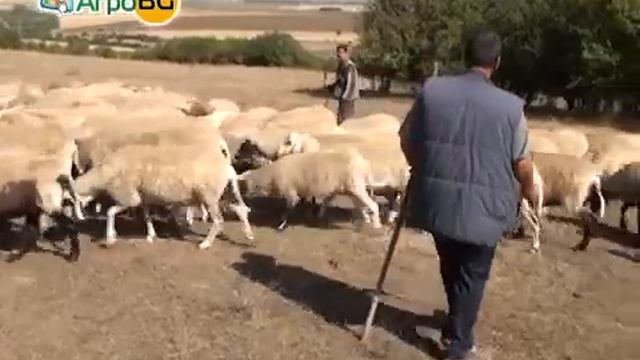 Няма как да бъдат изплатени 70% от средствата на животновъдите смотреть онлайн