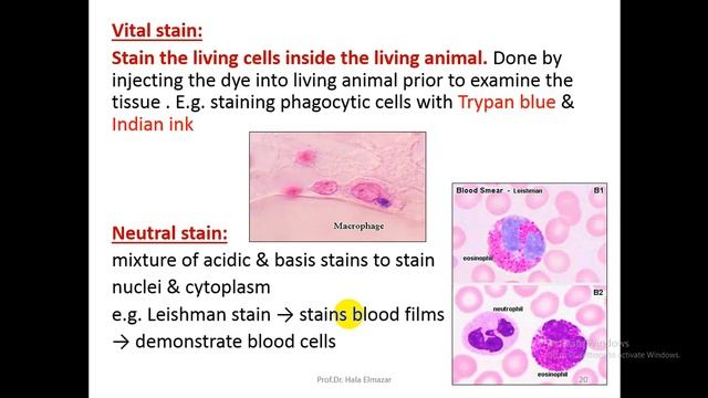 cell biology -L2 - abdelrahman bdeir смотреть онлайн