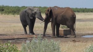 МОГУ СМОТРЕТЬ ВЕЧНО!! животные ЮАР: слоники обливаются водой от жары🐘🐘🐘