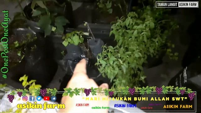 BERHASIL!!! SAMBUNG PUCUK ANGGUR IMPORT BANANA. ALHAMDULILLAH смотреть онлайн