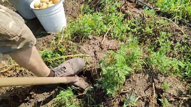 Продолжаем копать картофель смотреть онлайн