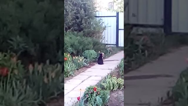 Чебурек напугал СОСЕЦКОГО КОТА смотреть онлайн