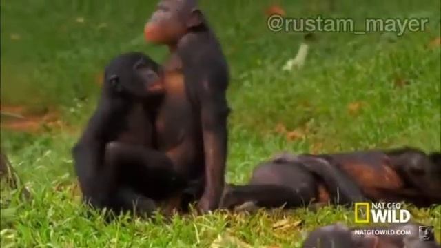 КАКОЙ МАРТЫШКА БОЛШЕ ПОНРАВИЛСЯ???😂🐒ПИЩИ МНОГО ЧАМЕНТАРИИ - АКТИВНЫХ БУДУ ЛАЙКАТЬ ПРОФИЛИ❤️👇 смотреть онлайн