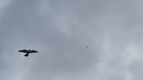 Атаки сапсана!!