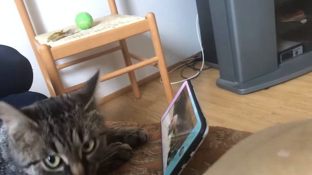 Кошка смотрит мультики и облизывается часть3 смотреть онлайн