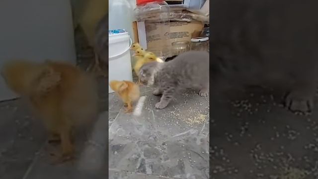 ПОЛЕГЧЕ МАЛЫШ, ОНИ МАЛЕНЬКИЕ! #pets #кошки смотреть онлайн