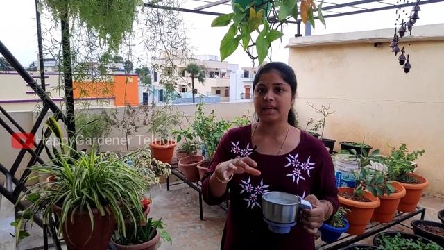 వంట నూనెతో మన మొక్కలకి పోషక ద్రావణం l Prepare Egg Emulsion Oil for Plants смотреть онлайн