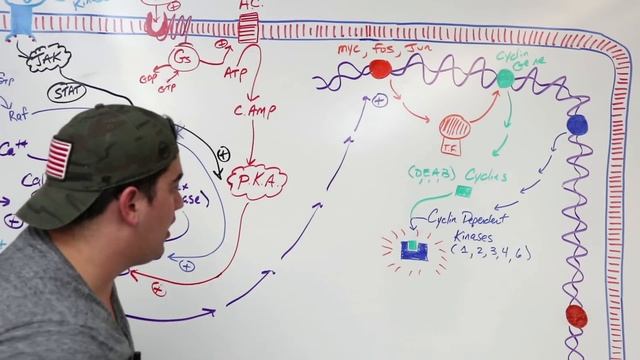 Cell Biology | Cell Cycle Regulation