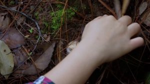 能让我凌晨4点起床的，只有上山找菌子了！【滇西小哥】