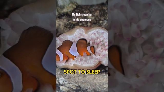 Nemo trying to find the perfect spot to sleep 🐟 смотреть онлайн