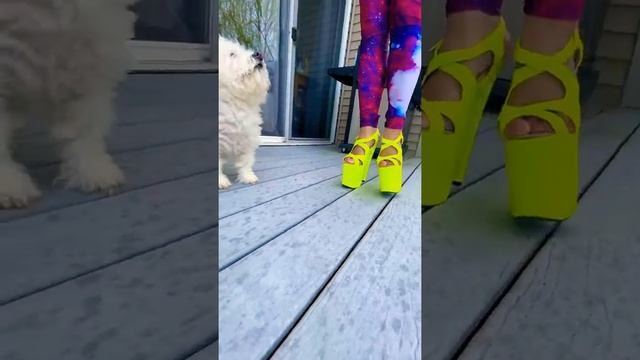 My neon yellow pole heels 20cm 8 inches walking смотреть онлайн