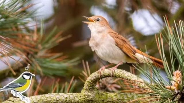 Соловей поет возле ручья / The nightingale sings near the stream смотреть онлайн