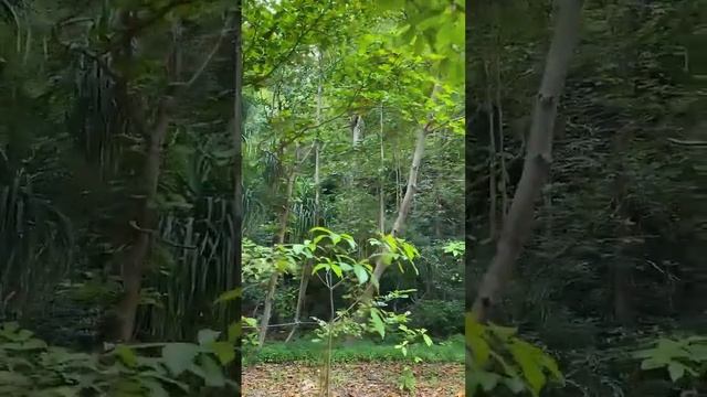 Пляж Май Бэй. Где-то тут снимался Ди Каприо #ешсережвтае #тайланд смотреть онлайн