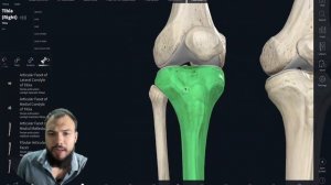 Анатомия Большеберцовой кости. Лекция 18