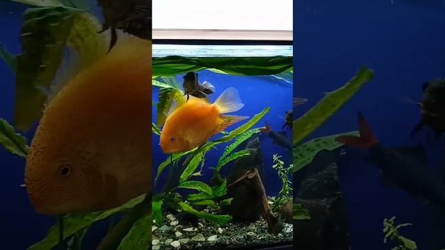 СЕРОВОДОРОД ИЗ КРАНА. НЕ ПЕЙ КОЗЛËНОЧКОМ СТАНЕШЬ 👀👀👀 смотреть онлайн