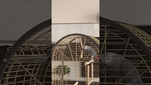 Попугай ест помидор смотреть онлайн