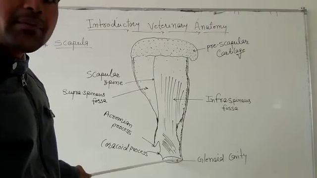 Vetenari anatomy смотреть онлайн