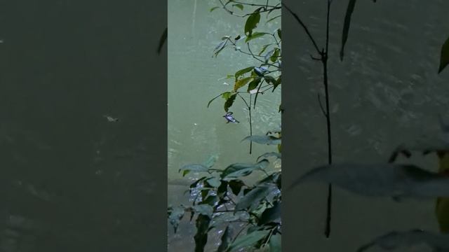 Platypus, Malanda, Far North Queensland, Australia. смотреть онлайн