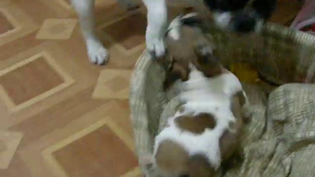 Гаврюша и Урфа смотреть онлайн