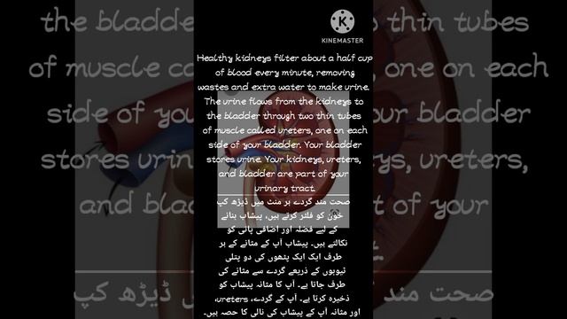 We Will Learn In This Video/structure Of Human Kidneys/function Of Kidney /why Kidney Are Important