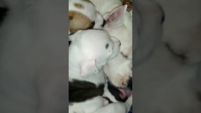 Любовь. Продажа щенков. Ссылка в описании. смотреть онлайн