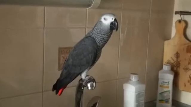 Попугай Болтун смотреть онлайн