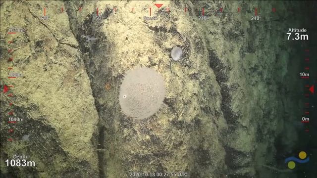 ROV SuBastian Dive 399 (Pt A) - Southern Small Detached Reef, Australia - FK200930 смотреть онлайн