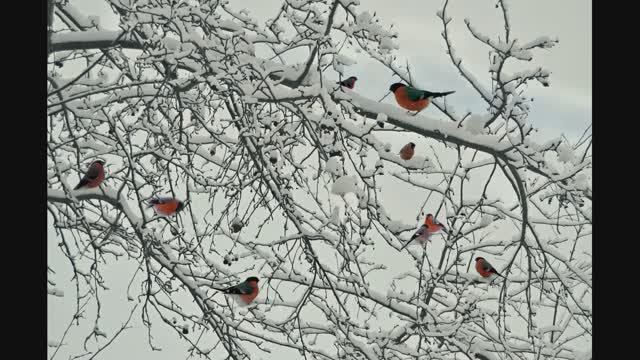 Иеромонах Роман, монах Афанасий (Кокорев). Снегири смотреть онлайн