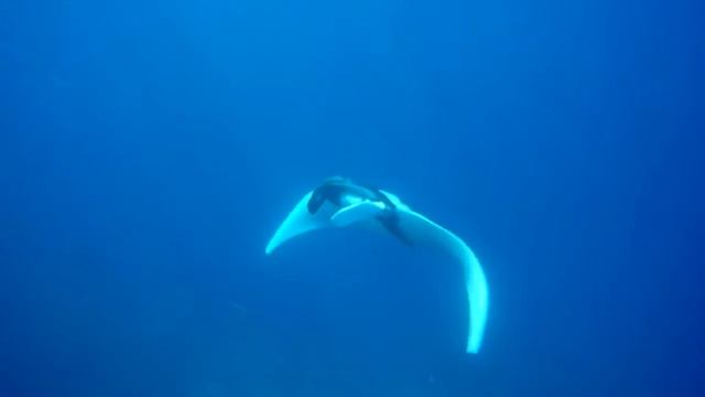 Manta Show @ Koh Bon смотреть онлайн