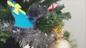 Хомяки украшают ёлку