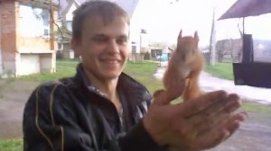 Одомашнивание белки - домашняя белка впервые в истории!