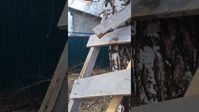 как брать сок ,безболезненно для дерева. смотреть онлайн