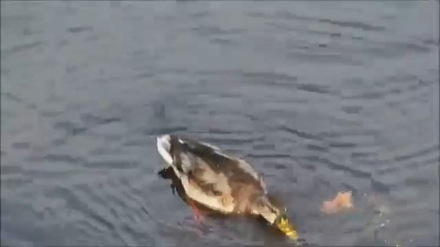 Я уточка, я в луже!!Клип(не мой) смотреть онлайн