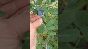 Сорт жимолости Бореал Бьюти.