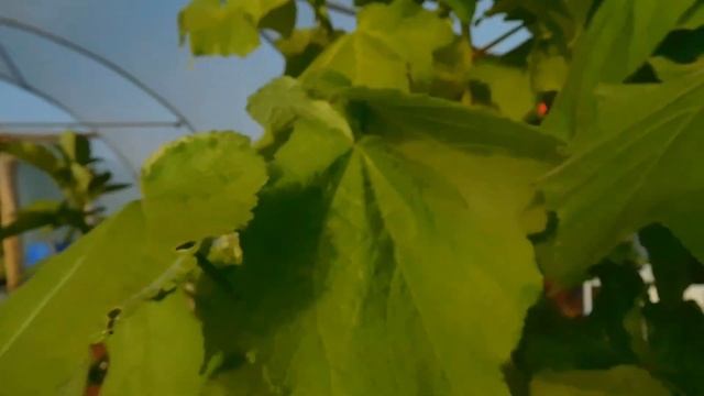 Sparrmannia africana.Growing this beauty in Ireland . смотреть онлайн