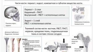 Лекция 7.2. Скелетные соединительные ткани: Костные ткани | Князева Л.А.